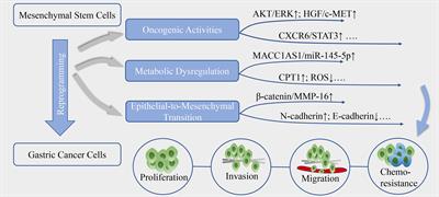 Mesenchymal Stem Cells in Gastric Cancer: Vicious but Hopeful